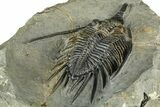 Spiny Psychopyge Trilobite - Short Snout Variant #381561-4